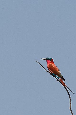 151 Okavango Delta, karmijnrode bijeneter.jpg